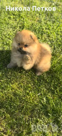 Померан мини, снимка 1