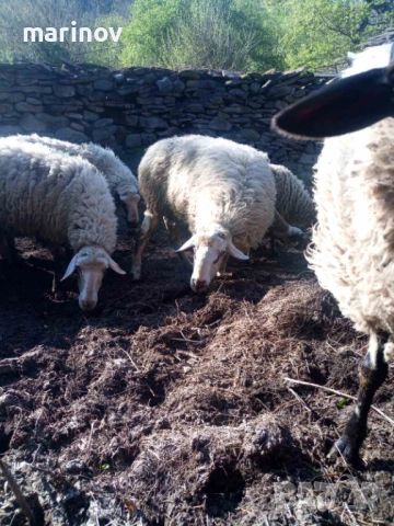 овен, снимка 2 - Овце - 54324500