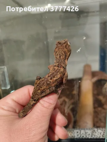 Чахоа / Mniarogekko chahoua