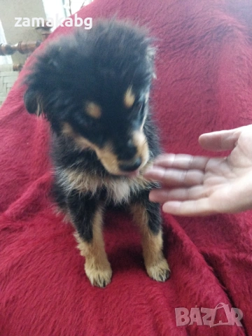 Малка безпомощна сладка душица, спасена от улицата и търси дом, снимка 6 - Други - 54095639