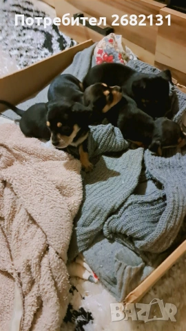 Здравейте продавам тези малки Пинчери 