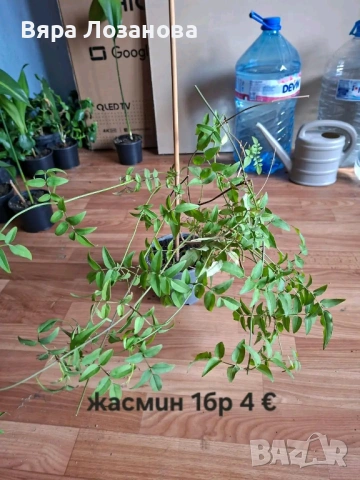 Различни видове цветя, снимка 9 - Стайни растения - 53273122