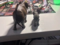 Schleich-слонове, снимка 5
