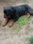 Ротвайлер мъжки , снимка 3