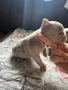 Френски булдог, снимка 13
