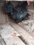 Декоративни кокошки, снимка 3