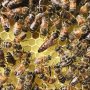 Пчелни отводки 2024 ДБ и Фарар, снимка 1 - Други животни - 44261025