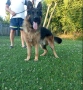 Немски овчарки , снимка 15
