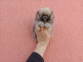 Мини Померан Реални снимки от 17.03.26 г. Миниатюрен !, снимка 5