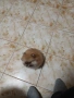 Mini Pomeran, снимка 2
