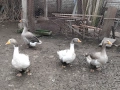 Продавам 3 гъски и 1 гъсок, снимка 3