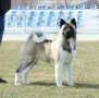 Американска акита кученца, снимка 9