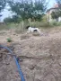 Продава се Пойнтер, снимка 1