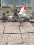 Яйца за люпене от маран синьо сребро , снимка 4