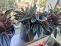 продавам Цветя Пеперомия – 4 налични саксии, снимка 9