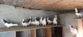 Пазарджишки високолетачи , снимка 3