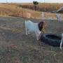 Продавам пръч боер, снимка 1