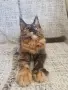 котенца Мейн Куун, снимка 11