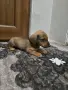 чистокръвни мини дакелчета, снимка 1