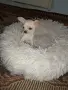 Чихуахуа женско , снимка 3