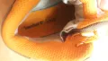 TIMBERLAND GORE-TEX Shoes размер EUR 36 / UK 3,5 естествена кожа водонепромокаеми - 1097, снимка 15