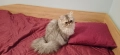 Персийски котета, снимка 1