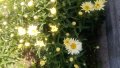 Продавам цветя Градинска маргарита – бяла и жълта, разсад, снимка 6