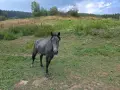 Жребец,кон, 2годишен, снимка 3