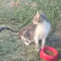 Котета на два месеца и майката на една годинка, снимка 12
