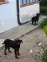 Подаряват се кученца, снимка 2