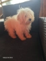 момче и момиче малтипу, снимка 6
