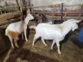 Ярета за тамазлък , снимка 2