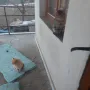 Подарявам малки котенца , снимка 15