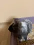 Клепоухо декоративно зайче , снимка 1