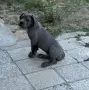  Мъжко Кане Корсо, снимка 4