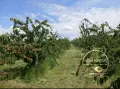 овощна градина село Узунджово, снимка 4