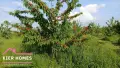 Черешова градина в с. Узунджово, обл. Хасково 🍒, снимка 7