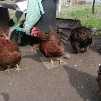 Яйца катунски кокошки червена линия , снимка 3 - други­ - 44797078