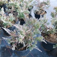 Хвойна Блу Чип, Juniperus hor. Blue Chip , снимка 9 - Градински цветя и растения - 39298508