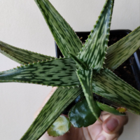 Алое, Aloe, снимка 1 - Стайни растения - 44706998