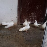 Бели гълъби старозагорски, снимка 6 - Гълъби - 31661069
