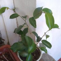 Фикус Бенджамина ( Ficus benjamina ) , снимка 15 - Стайни растения - 29520145