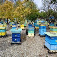 Пчелни семейства кошери ., снимка 2 - За пчели - 42339446
