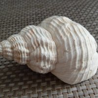 морска раковина от Андаманско море, снимка 2 - Декорация за дома - 42288435