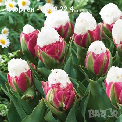 Луковици  на сладоледено лале, снимка 1