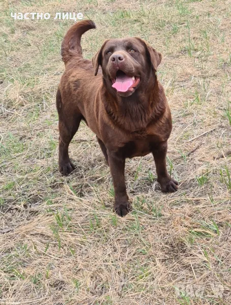 шоколадов лабадор , снимка 1