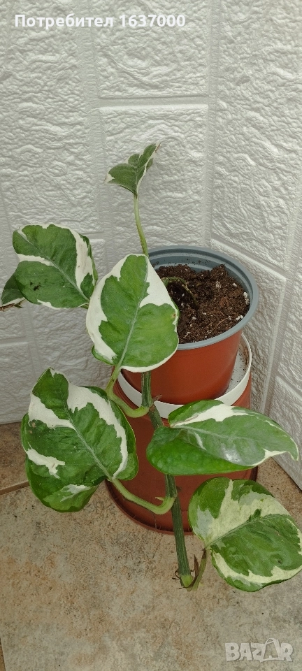 Епипремнум N'joy , снимка 1