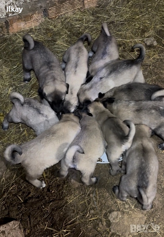 Елитни Кангалчета, снимка 1