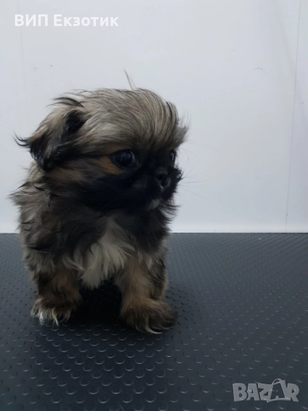 ПРОДАВА ПЕКИНЕЗИ, снимка 1