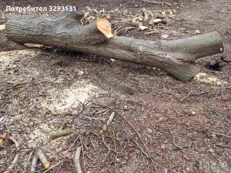 Дървен материал орех / Ствол от орех / Дънер орех / Орехова дървесина, снимка 1